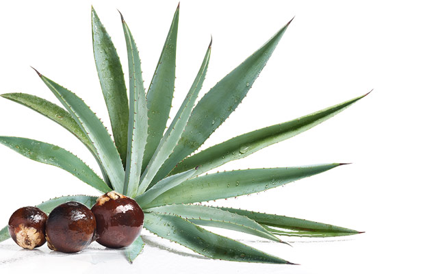 Acai e Agave