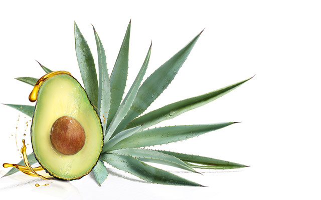 avocado e agave