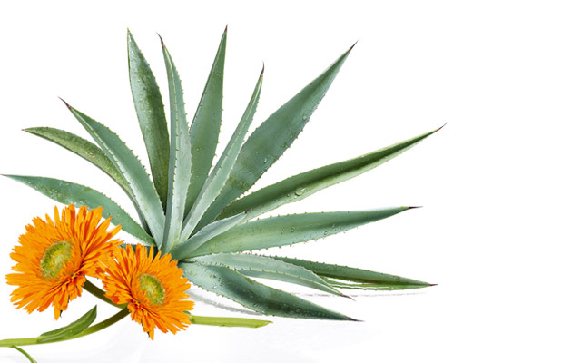 Agave e Calendula