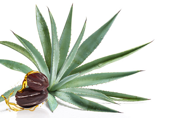 Jojoba e Agave