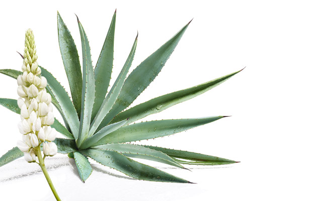 Lupino Bianco e Agave