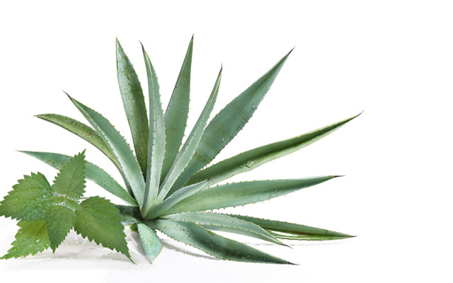Ortica e Agave