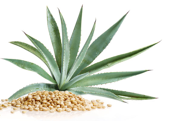 Agave e Quinoa