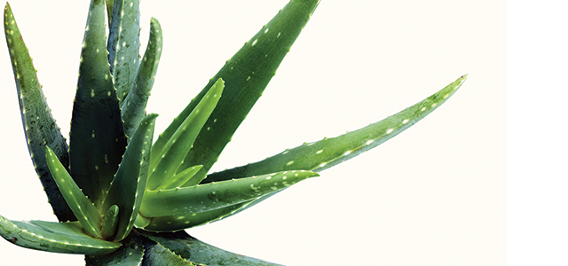 Aloe vera
