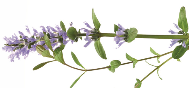 Ajuga Reptans