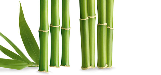 Bamboo