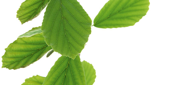 Hamamelis BIO