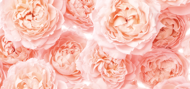 Rosa damascena