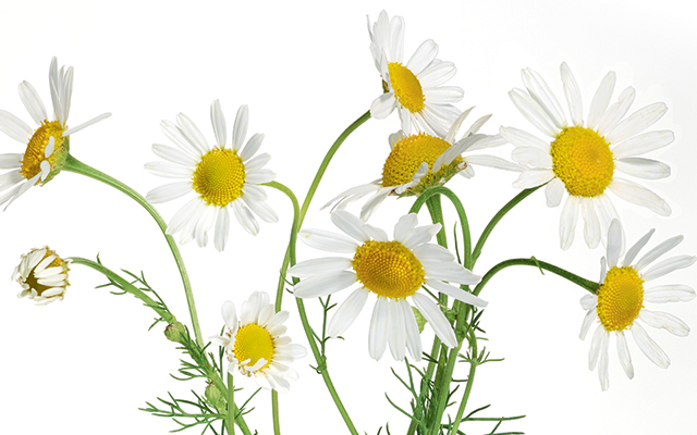 vegetal camomille