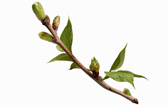 nettare-vegetale