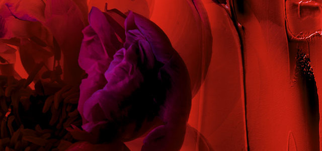 Camelia