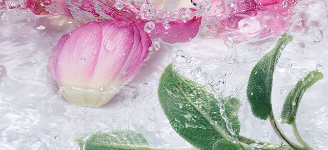 Fiore di Loto e Salvia