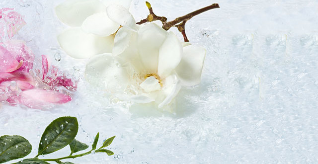 Magnolia