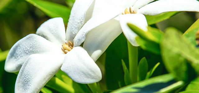 Monoï di Tahiti DOC