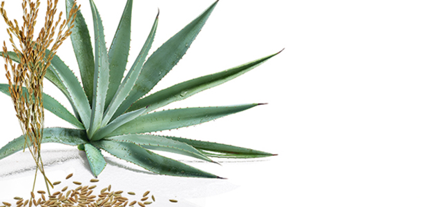 Agave e Riso