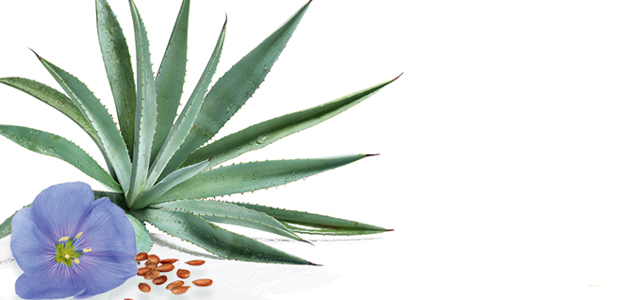 Agave e Lino