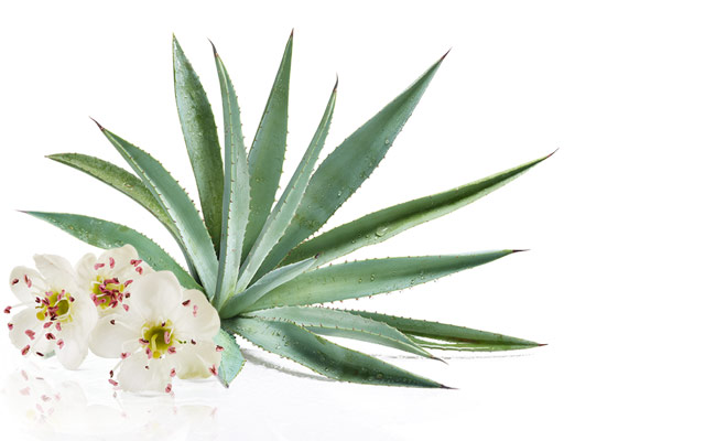 Biancospino e Agave