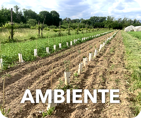 block-ambiente