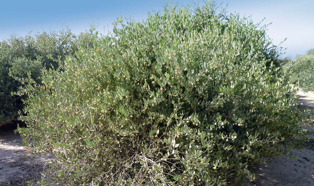 Pianta Jojoba