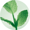 vegetale-pure-menthe-yves-rocher