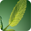 menta-piperita-anti-forfora
