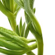 edulis - hydra vegetal