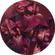 bouquet Ambre