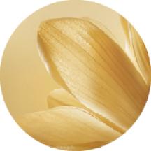 achillea dorata anti age global