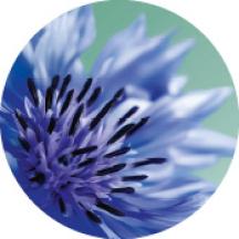 bollo-vegetale-make-up-fiordaliso-bio