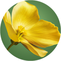 vegetale-rouge-botanique-yves-rocher