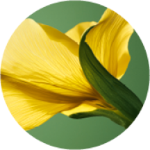 vegetale balsamo colorato nutriente