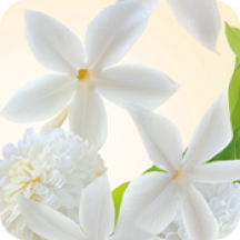 vegetale_cofanetto sur la lande