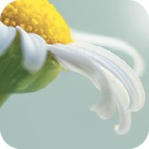 attivo-vegetale-camomilla-yves-rocher