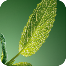 menta-piperita-anti-forfora