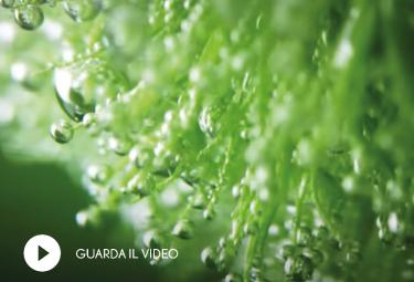 Cosmetique Vegetale