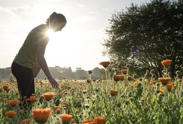 calendula