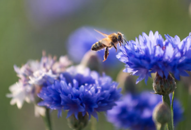 biodiversità