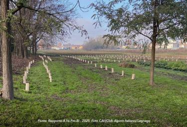 direction-block-64000-alberi-piantati