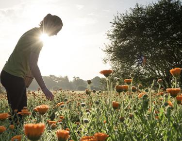 calendula