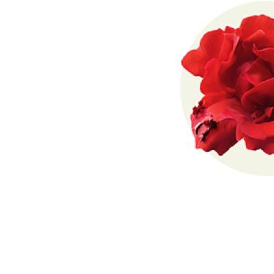 olio di camelia