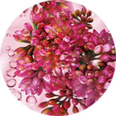 sedum spect