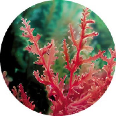 macroalga
