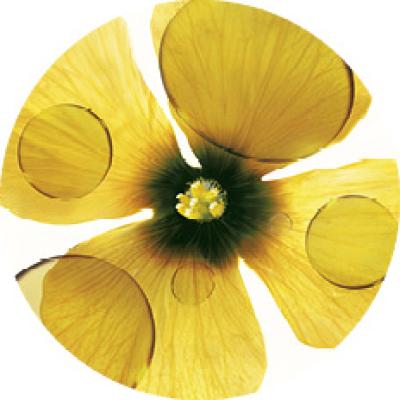 camelina