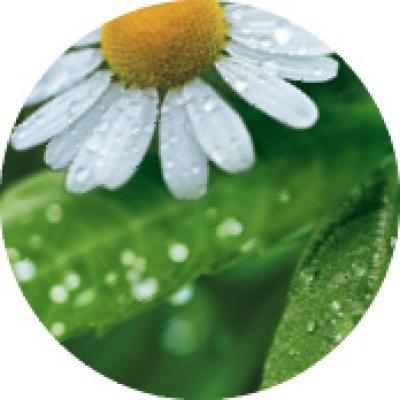 bollo lemon verbena