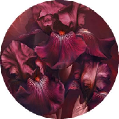bouquet Ambre