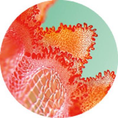bollo-vegetale-micro-alga-rossa-solari