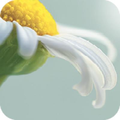 attivo-vegetale-camomilla-yves-rocher