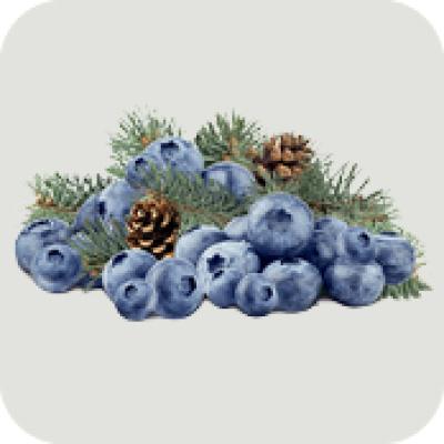 bosco-di-mirtilli-natale