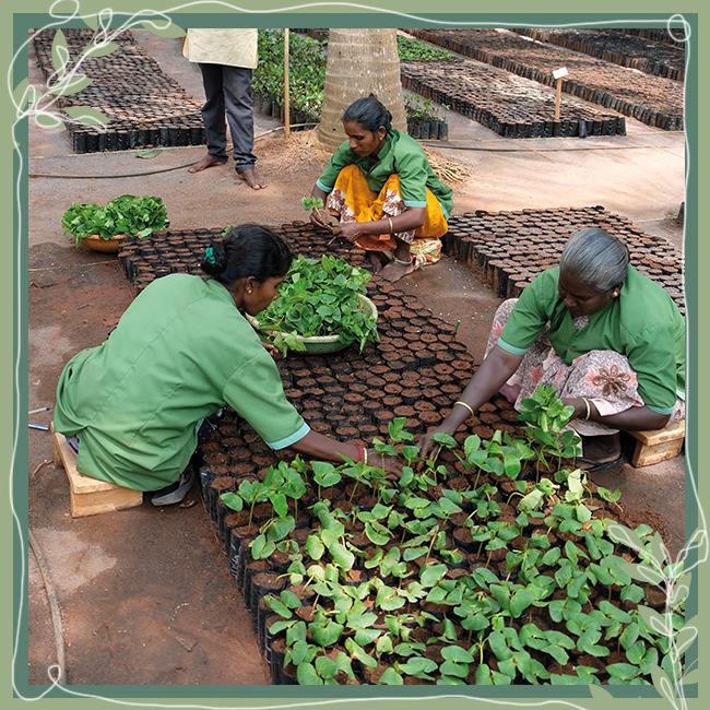 piantiamo-per-il-pianeta-india