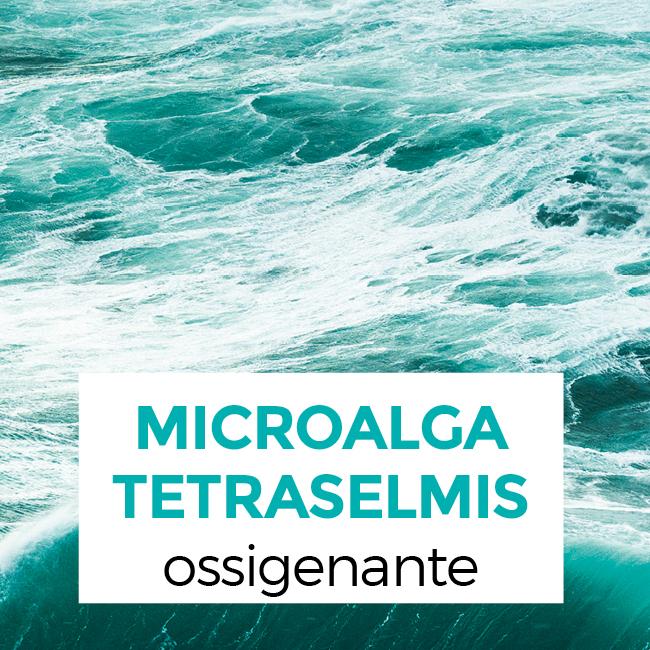 microalga-tetraselmis